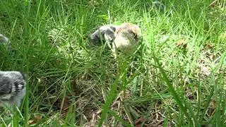 Baby chicks in the grass