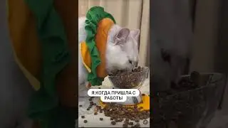 Проголодался немного 😁