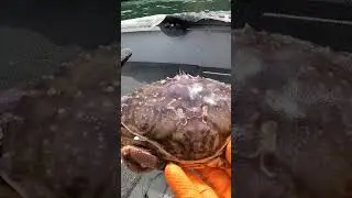 QUADTASTIC Crab Pull!
