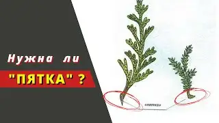 Важна ли 