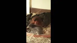 Цыплята купаются.