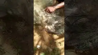 Menjaring Ikan Nila Hasil Nya WOW