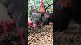 Easy Way To Get Rid Of Japanese Beetles..Feed Them To Your Chickens! #shorts #chickens #outdoors