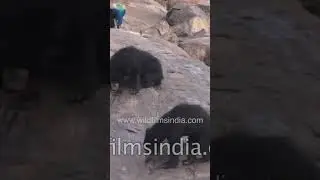 Cutest sight of two baby Sloth Bears riding piggy back on mother's back 