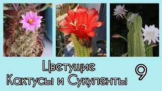 9🩵Цветущие Кактусы и Сукуленты 
