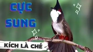Luyện chào mào hót sáng, QUÁ HAY - CHÉ KÍCH BỔI CĂNG ĐÉT, Cách luyện chào mào hót căng lửa, chao mao