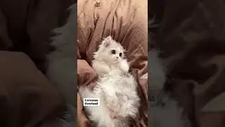 Kitten meowing! 😹