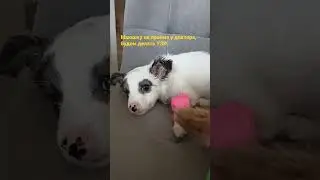 Спасаю Маюшку. Я точно не ❌не сдамся. Не бросайте своих хвостиков, они никому не ⛔нужны