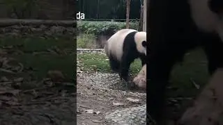 Mama panda force baby for a bath 🚿