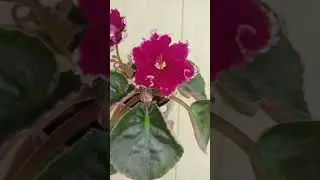 Цветение фиалки #plants #моирастения #юмор #смех #комнатныерастения #фиалкацветёт #фиалка