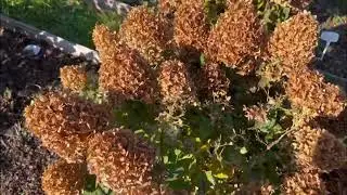 Осеняя обрезка гортензий 
