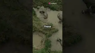 Why Elephants Can't Jump! 🐘 #earthfacts #facts #earthcuriosities #touristattraction