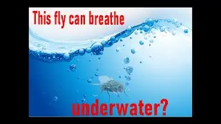 How long can a fly survive underwater?