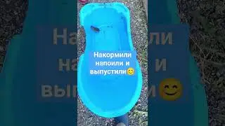 Мышка #животные #funny #рекомендации