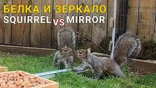 Дикая белка и зеркало