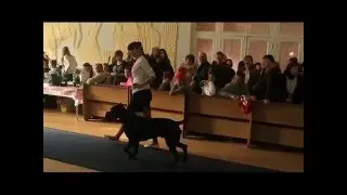 Ринг кане корсо в Оренбурге 23 января 2016 г. Судья Михальчич Владимир