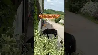 Das ist die Geschichte vom Halfter-Auszieh-Pilgrim 😂