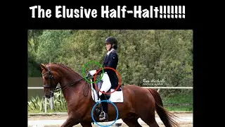 How to Ride a Half-Halt