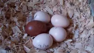 Our First Hatching Chicken Egg