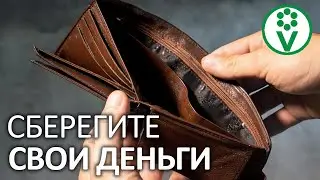 НАШАТЫРНЫЙ СПИРТ. СУПЕР-СПОСОБ подкормить ВОЗДУХ. Что не так с аммиаком?