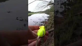 Catching pike with a mouse is not a snag. It bites, but doesn't catch. THAT'S ALL THE LOVE. 