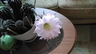 Кактус, как мотылёк - жив один день... Наслаждайтесь, добрые друзья.