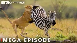 Ultimate Predators: When Lion Attack Ep. 2 | MEGA EPISODE | Nature Animal Documentary