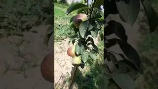 кимнидр керагдан ортик  кадрласаг