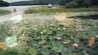 Озеро лотосов,  Приморский край