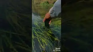 被治愈的一天! 做梦也想去的地方 #shorts