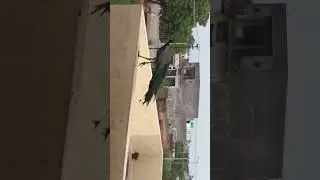 Two peacock sounds in the morning