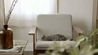 National Geographic - Big Cat Week