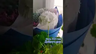 Пусть мечты сбываются. #добро #впуть #лето2024 #герань #пеларгония #судьба #правда #душа
