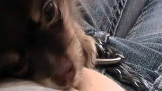 Snickers playing with my Belly button ring