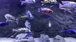 My fish won't eat | Fish has no interest eating | sunken belly | Bloated belly | CLOUT STEPS