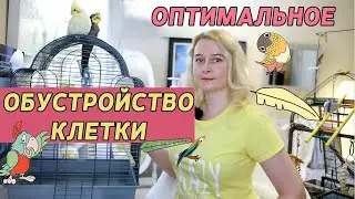 ОПТИМАЛЬНОЕ ОБУСТРОЙСТВО КЛЕТКИ ПОПУГАЯ | КАК РАЗМЕСТИТЬ ЖЕРДОЧКИ ИГРУШКИ И КОРМУШКИ В КЛЕТКЕ