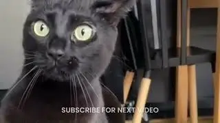 Surprising Facts About  Cats  😂 Best Funny Cats Videos  😅😹rosebank fukrey