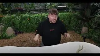 Змеи