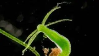 Hydra viridis