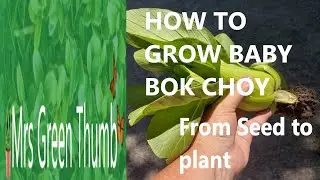 How to grow Baby Bok Choy-Seed to Plant-Step by step