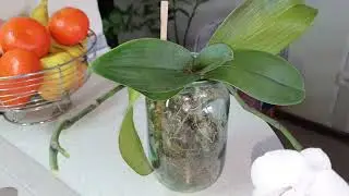 Orchid in the OPEN SYSTEM a month has passed (translating gradually)