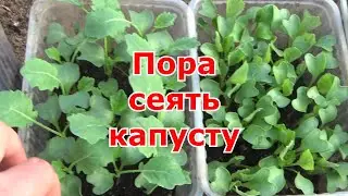 Проверенный способ посева разных видов капусты на рассаду.