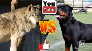 Волк против Ротвейлера. Wolf against Rottweiler.