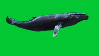 No Copyright Videos - Blue Whale Green Screen Free Video Content - No Copyright Zone