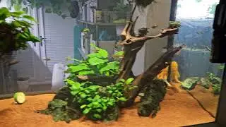 Ancistrus sorority tank update - new fish