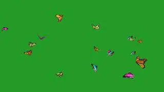 Butterflies video flying on green screen - Butterflies on green screen video for editing