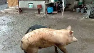 Мої друзі