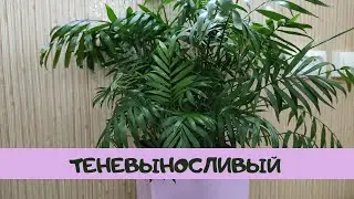 Теневыносливый комнатный цветок, хамедорея, уход