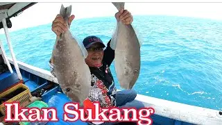 Mancing Teknik Hand Line Ikan Lebar Bermulut Kecil (Sukang) ||  SensasiNya Luar Biasa @P1000