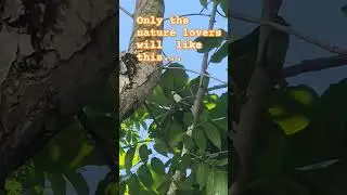 Ang cute ng ibon